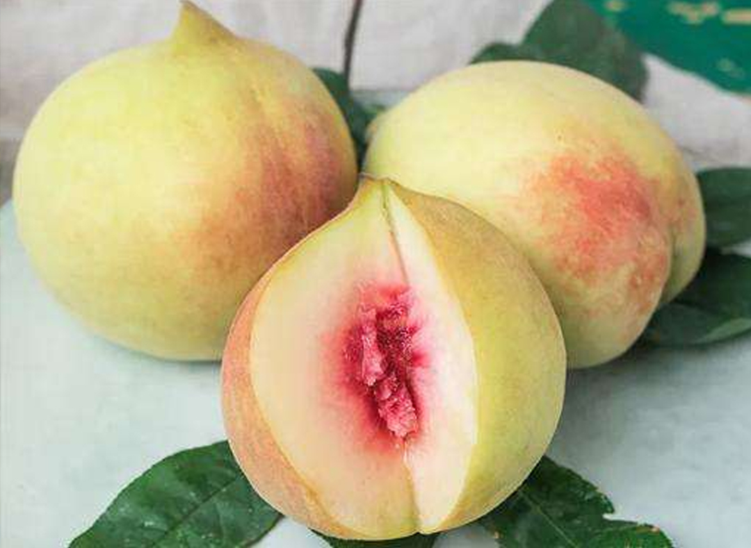 连平鹰嘴桃(图1)