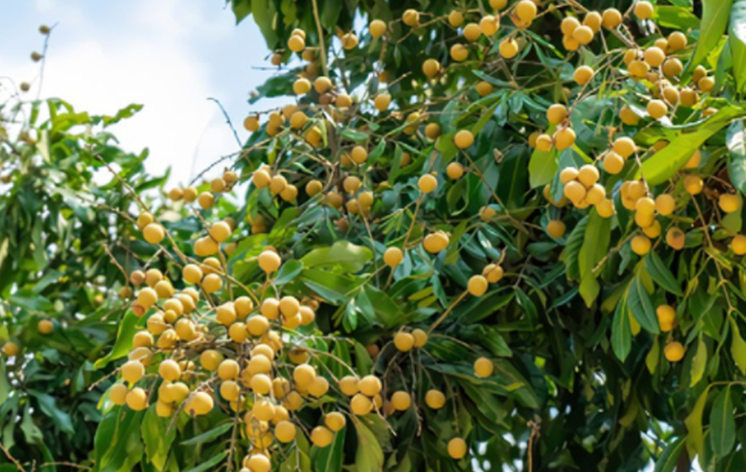 博白桂圆肉(图2)