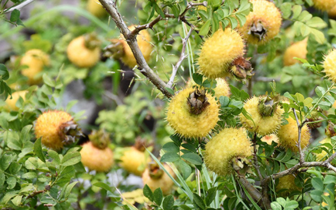 安顺金刺梨(图2)