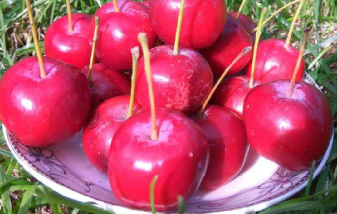 河曲海红果(图2)