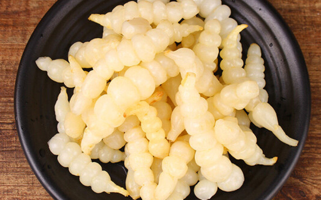 贺兰螺丝菜(图2)