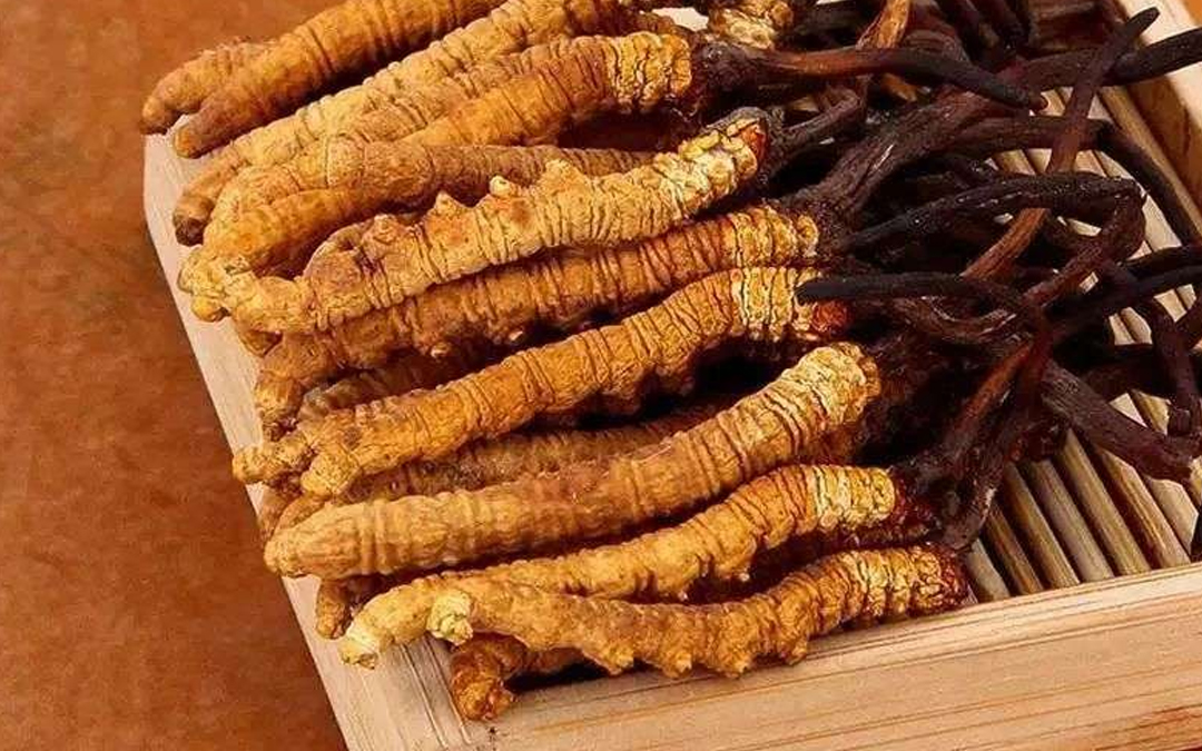 青海冬虫夏草(图1)