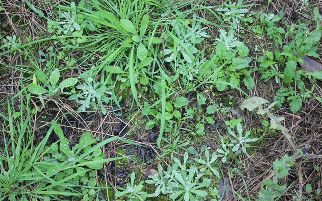 藏在路边的"止咳药",不花一分钱,每天吃点,全家人不咳嗽!